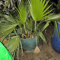  Palm Tree Sprouts And  Lantana Free If You remove Them From  Flower Pots