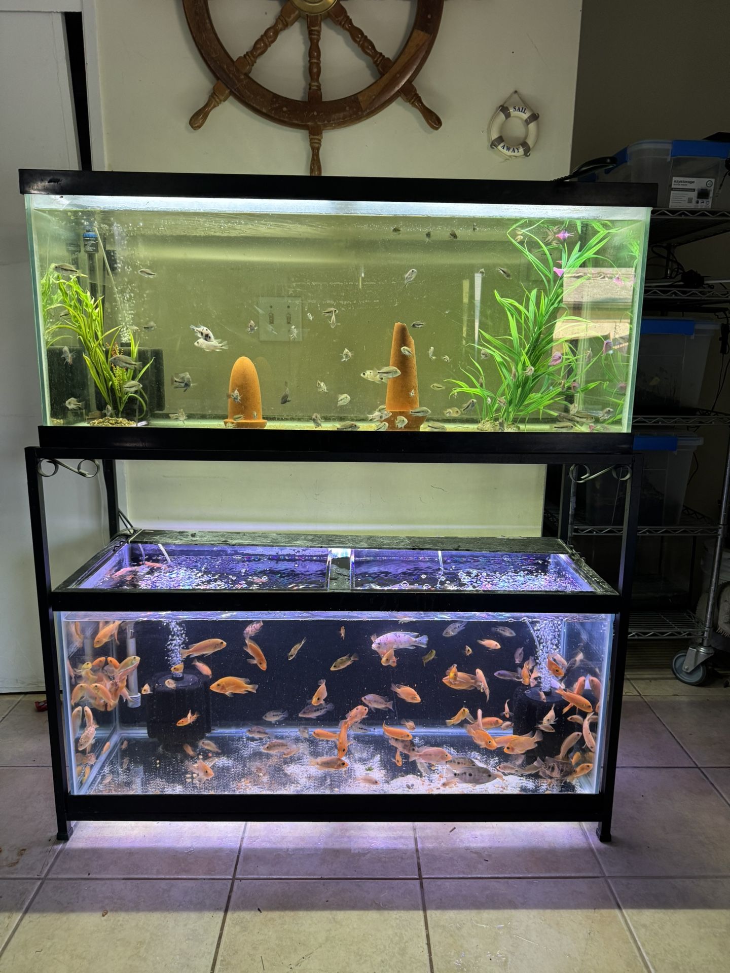 Fish Tank Aquarium
