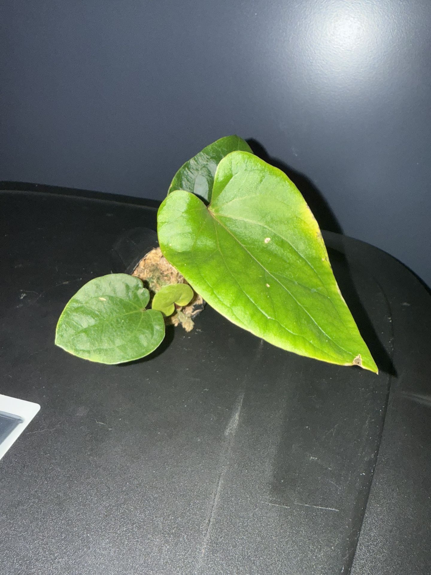 Semi-acclimated Anthurium Kunayalense •LIVE PLANT•