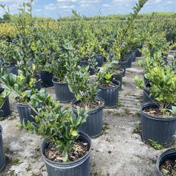 ligustrum 3 gallon ready to deliver to all florida 