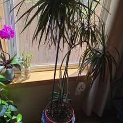 Dracaena Bicolor