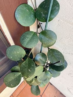 Hoya Obovata With Silver Splash (Northridge)