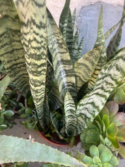Plants