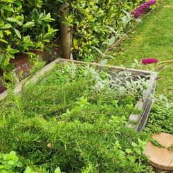 Fresh Delightful Rosemary