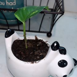 Ceramic Panda 🐼 Planter Pot With Live Pothos Plant 