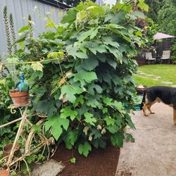 Grape vine, very old and produces yummy green grapes!  It has been trimmed down to about 3' x 3' x 5