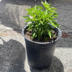 Planta De Chile Pikin