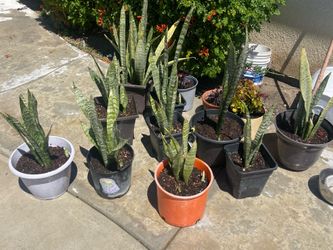 Snake Plant