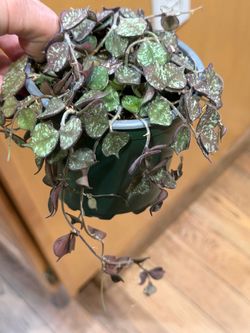 Hoya Curtisii