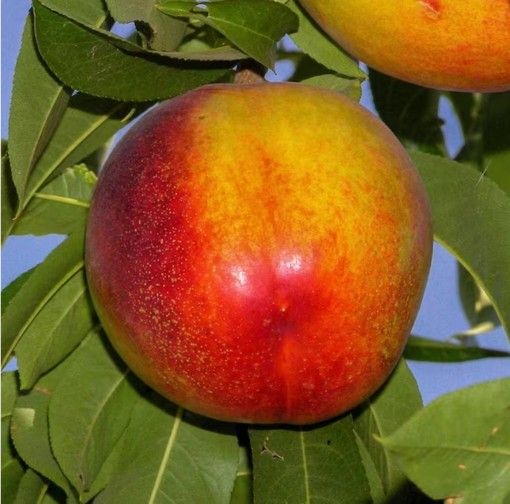 Nectarine Pear Apple Apricot Plum Peach Cherry Avocado Guava Trees