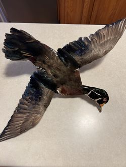 Vintage Mounted Wood Duck In Flight