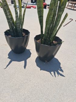 Potted Plant