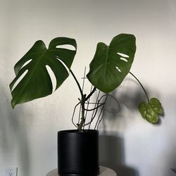 Monstera plant in 8in Ceramic Planter Pot 