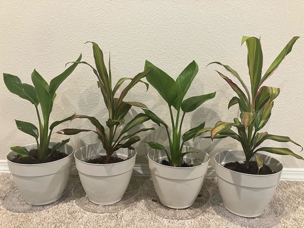 Tropical Plants, Pots, Trays