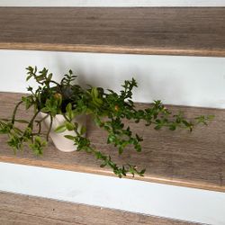 Aptenia or. Sunny Rose