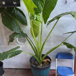 BIG Leaves palm plant 