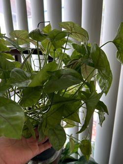 Beautiful syngonium