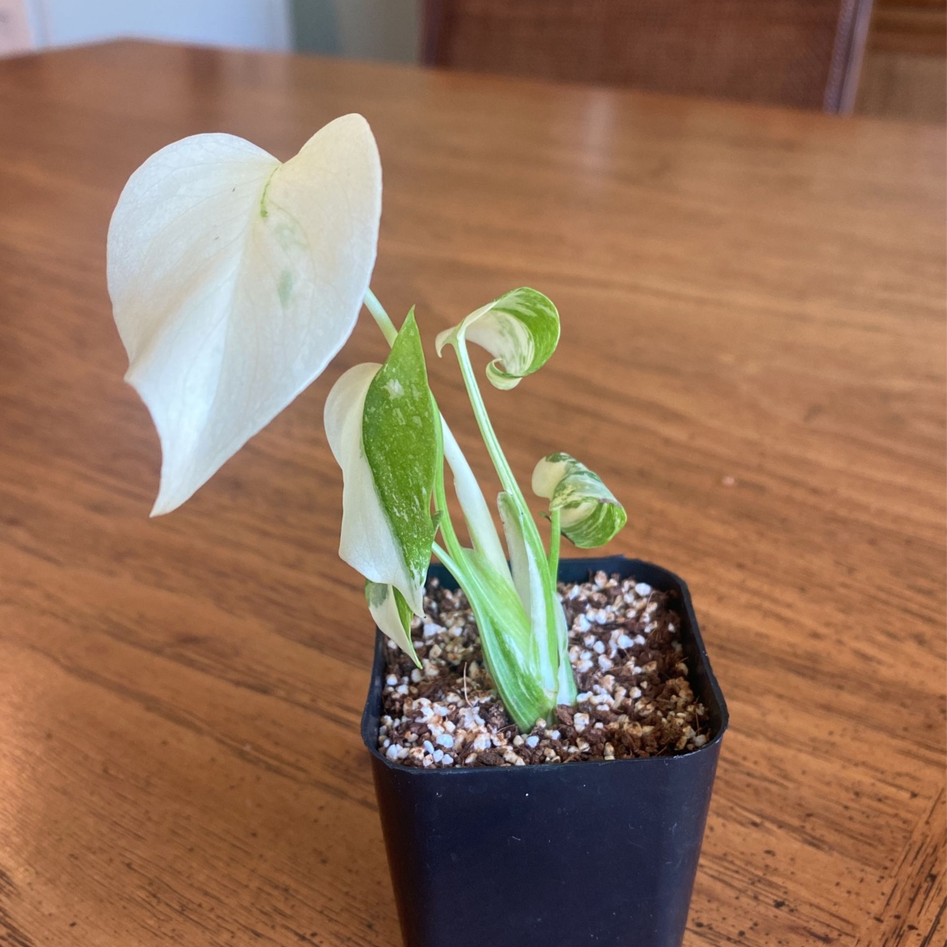 Monstera Thai Constellation