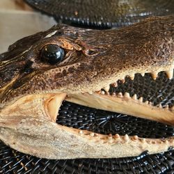 Alligator Skull Decorative Piece
