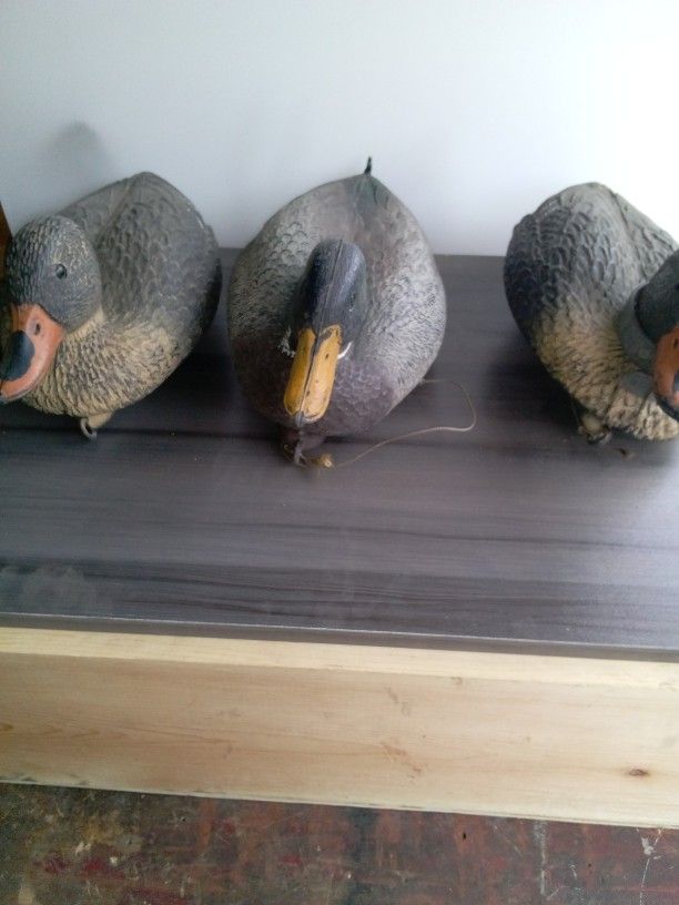 Duck Decoy A Lot Of 3