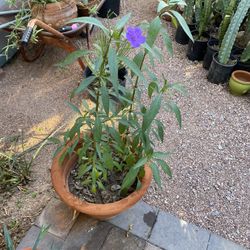 Mexican Petunia 