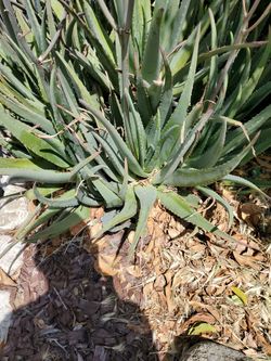 Organic Alovera Plant ;)