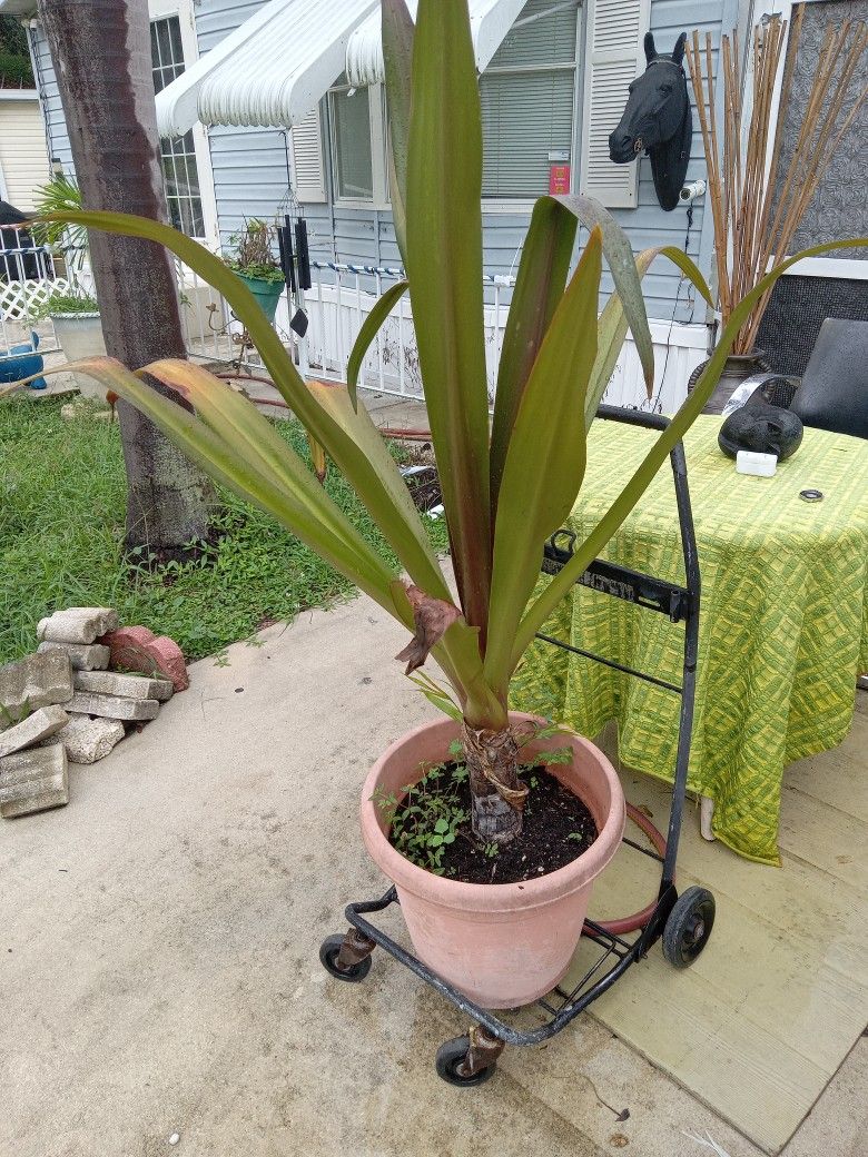 Plant