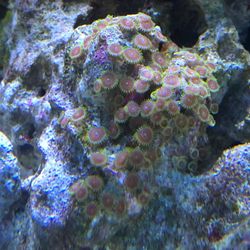 Coral 