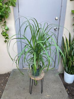 Beaucarnea Recurvata Ponytail Palm Plant 6” Pot
