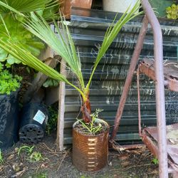 Baby Fan Palm Tree 
