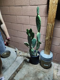 Nopal