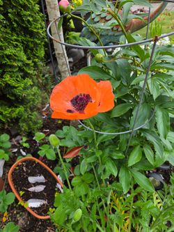 Garden Plant Poppy Harvest Moon Oriental