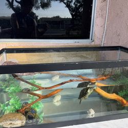 turtle tank