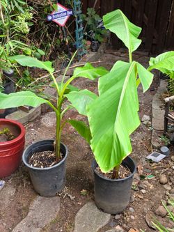 Banana PLANTS