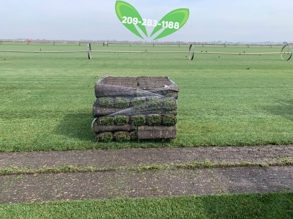 Best QUALITY Sod 