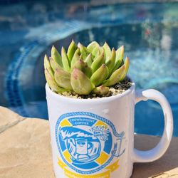 A White Ceramic Mug With Stonemoon Succulents 