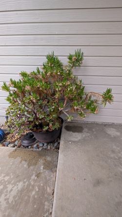 Potted plant