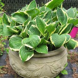 Large Beautiful Varigated Hosta Plants In Large Resin Flower Pot 