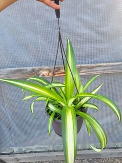 Spider Plant 6" Nursery Pot