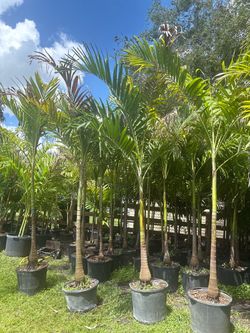 Christmas Palms Sale (8ft)