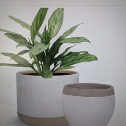 White Ceramic Flower Pots