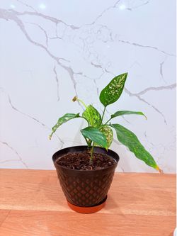 Planta Exótica Aglaonema Rosada