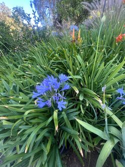 Agapanthus