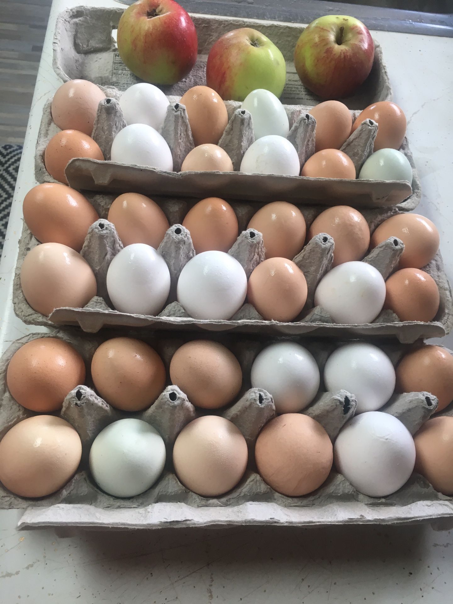 Chicken Eggs - Free Range