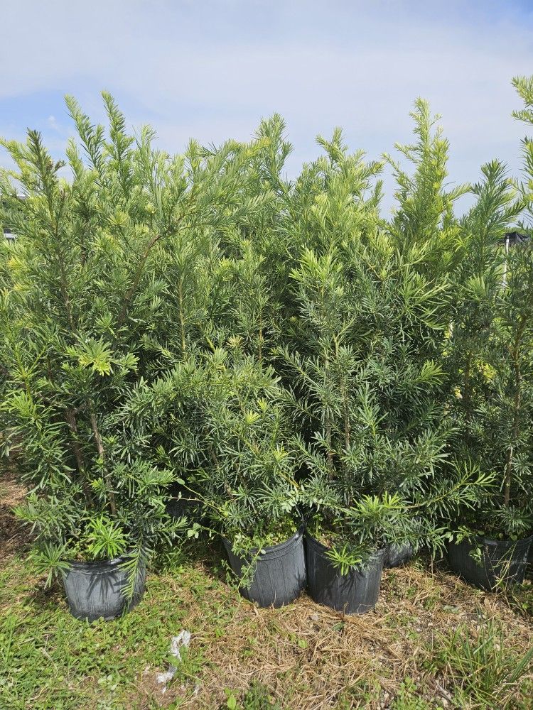 huge Podocarpus over 4 to 5 feet tall Instant Privacy Hedge For Fence