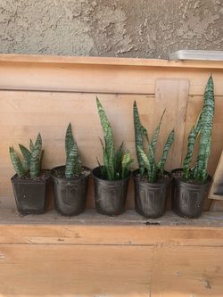 Snake plants 🪴