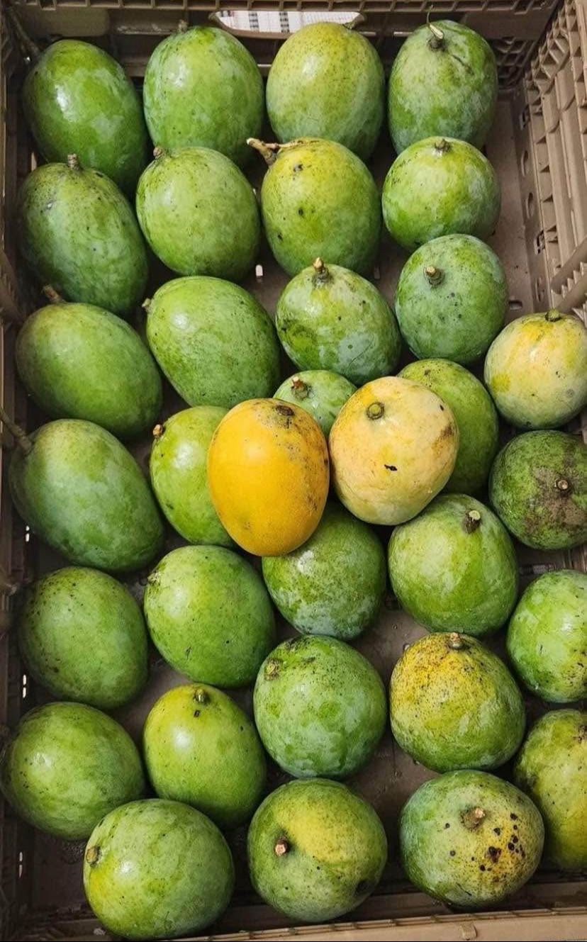 Carrie Mangoes