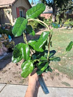 Hoya GLOBULOSA on a Hoop Trellis $48