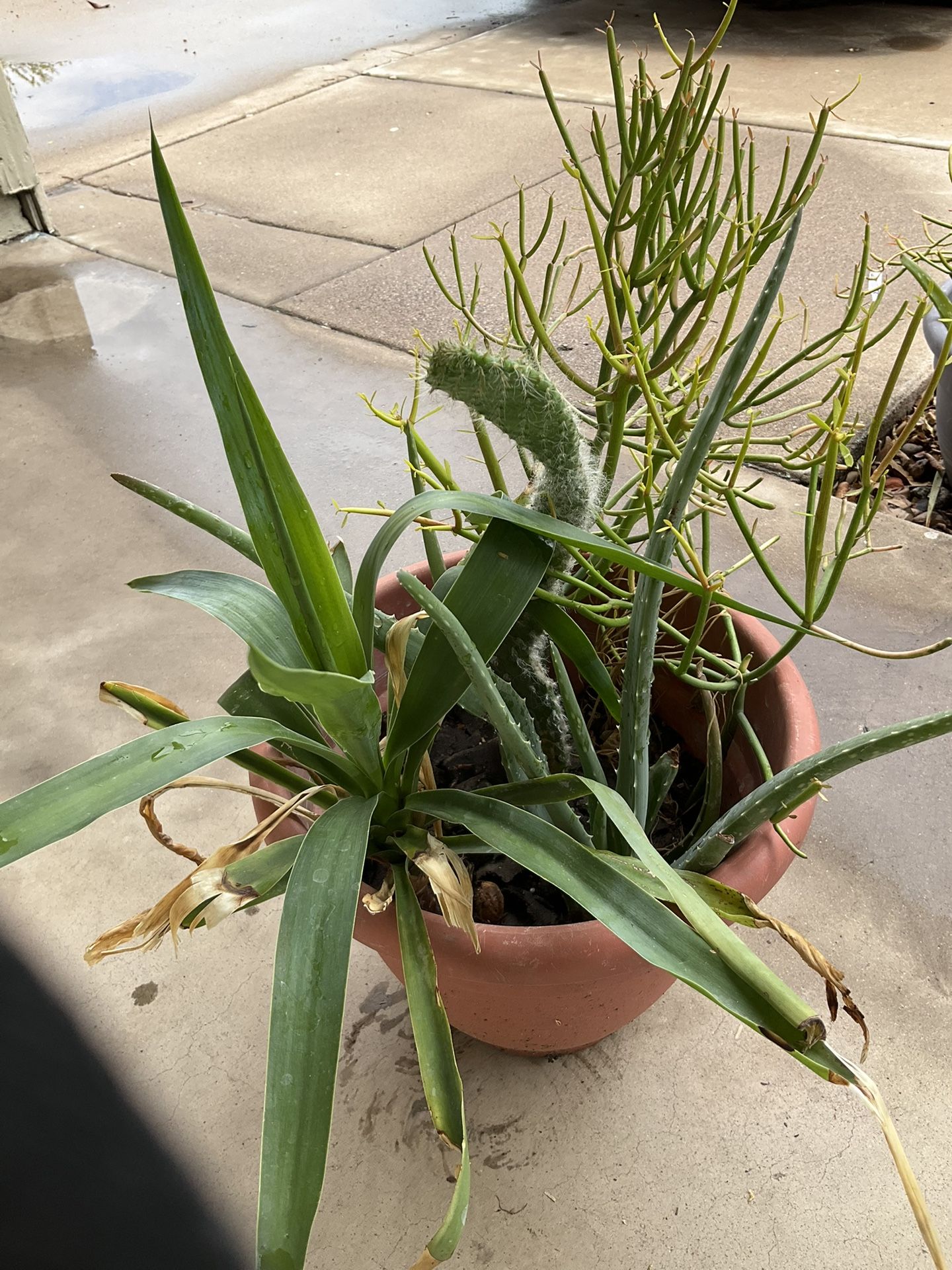 Plants Pots