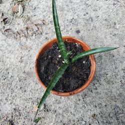 Sansevieria Plant.